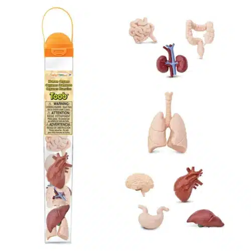 Safari Ltd Μινιατούρες Human Organs TOOB Ανθρώπινα Όργανα